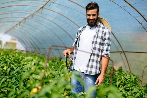 Joven Agricultor Protegiendo Sus Plantas Rociando Con Productos Químicos —  Fotos de Stock