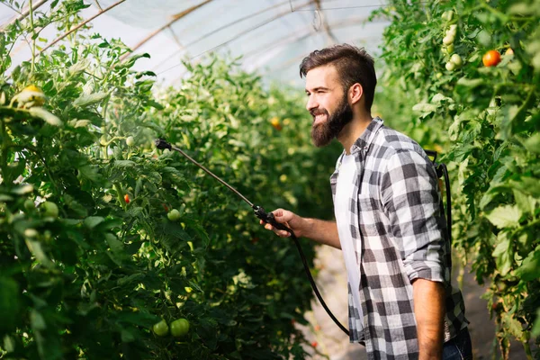 Joven Agricultor Protegiendo Sus Plantas Rociando Con Productos Químicos —  Fotos de Stock