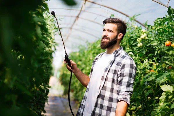 Joven Agricultor Protegiendo Sus Plantas Rociando Con Productos Químicos — Foto de Stock