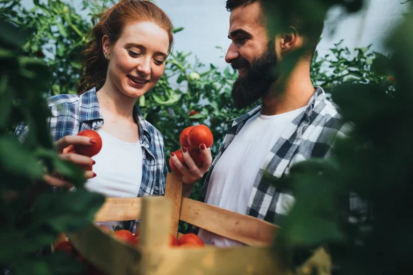 Joven Pareja Feliz Agricultores Que Trabajan Invernadero — Foto de Stock