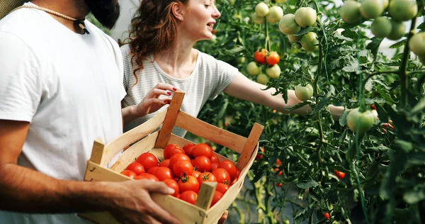 Jonge Gelukkige Paar Boeren Werken Kas — Stockfoto