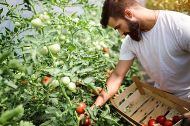 Sera içinde işte dostu genç çiftçi
