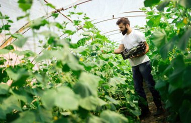Erkek çiftçi onun sera bahçeden taze salatalık toplama