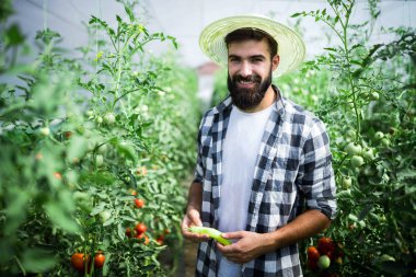 çalışan şeffaf Polikarbon sera domates hasat