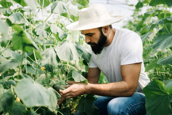 Friendly Young Farmer Work Greenhouse — Stock Photo, Image