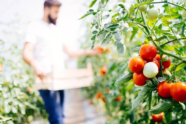 Handsome Young Man Working Greenhouse — Stock Photo, Image