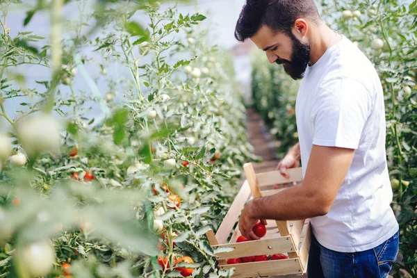 Hombre Guapo Granjero Recogiendo Tomates Frescos Jardín Invernadero — Foto de Stock