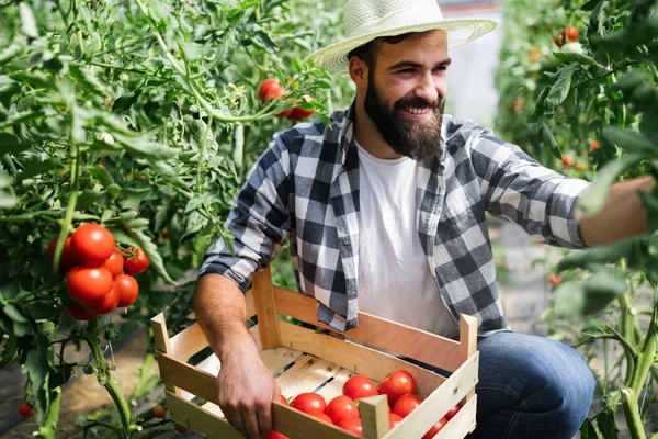 Atractivo Feliz Agricultor Masculino Trabajando Invernadero —  Fotos de Stock