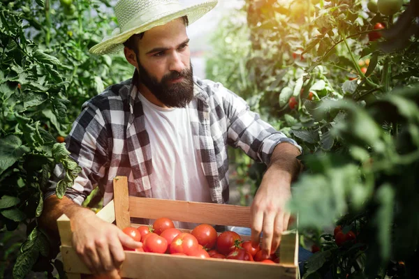 Agricultor Caucasiano Colhendo Tomates Frescos Seu Jardim Hothouse — Fotografia de Stock