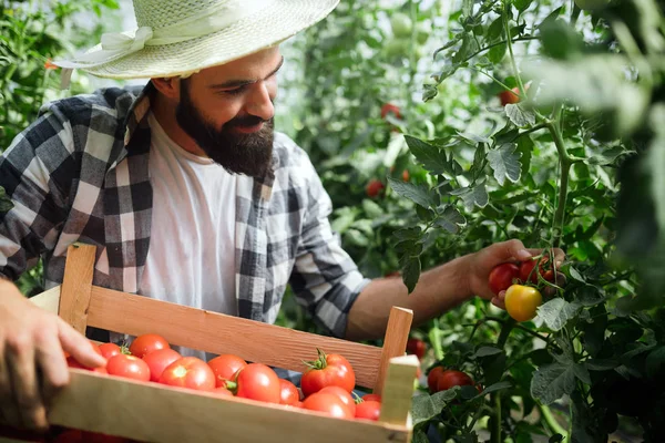 从花园里温室采摘新鲜西红柿的白种人农民 — 图库照片