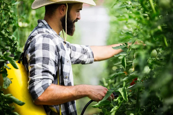 Man Spraying Protecting Tomato Plant Greenhouse — Stock Photo, Image