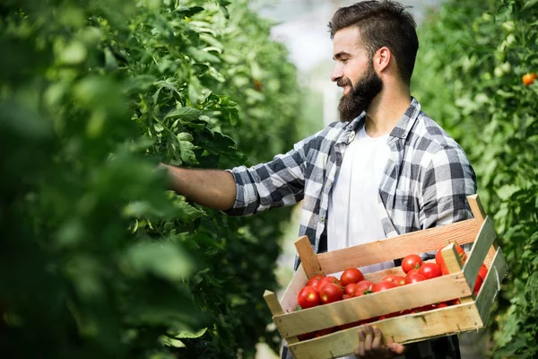 Hombre Guapo Granjero Recogiendo Tomates Frescos Jardín Invernadero — Foto de Stock