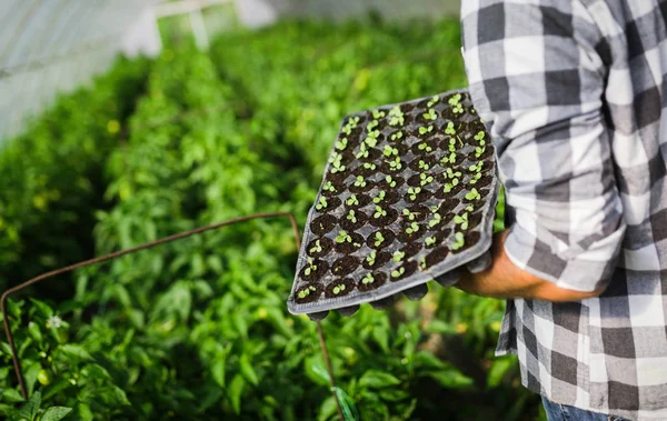 Jonge Man Werk Van Planten Zijn Broeikas — Stockfoto