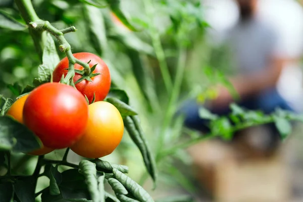 温室番茄的收获成熟 — 图库照片