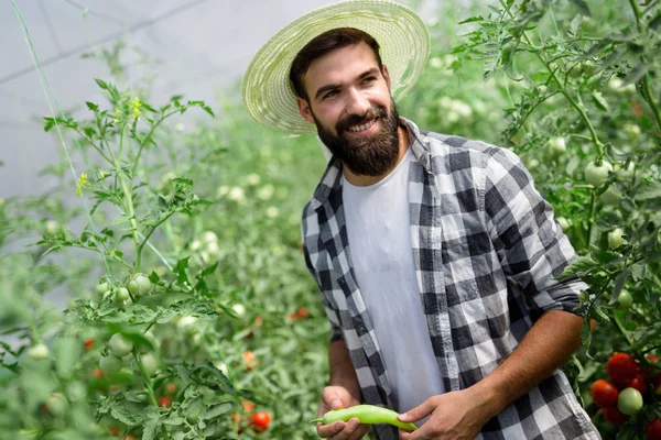 Aantrekkelijke Gelukkig Mannelijke Boer Werken Zijn Kas — Stockfoto