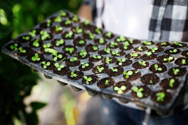 Farmer planting young seedlings in the vegetable garden