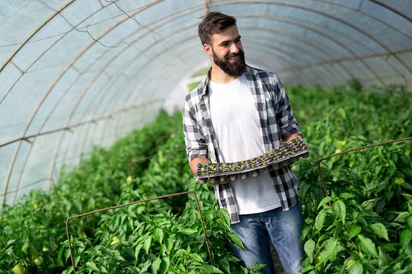 Joven Haciendo Trabajo Planta Invernadero — Foto de Stock