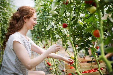 Çalışma, sera domates hasat tarım işçisi kadın ve bir sandık dolusu domates önde, gülümseyen genç.