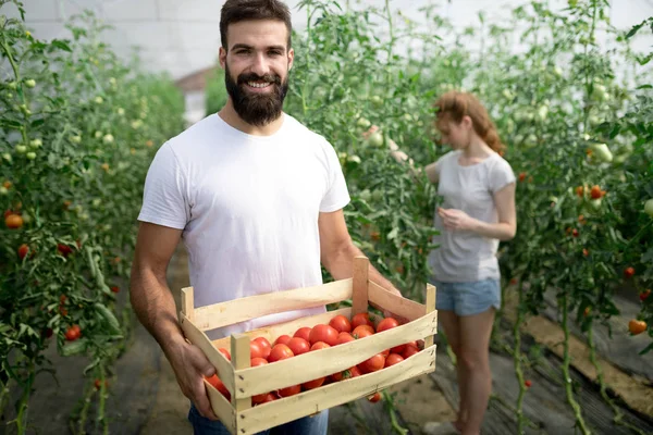 Joven Pareja Feliz Agricultores Que Trabajan Invernadero — Foto de Stock