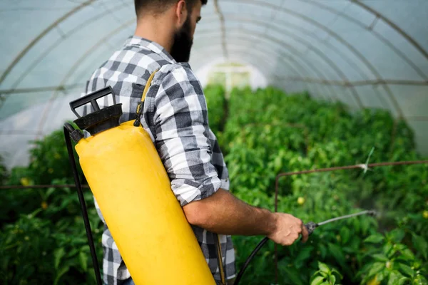 Joven Agricultor Protegiendo Sus Plantas Rociando Con Productos Químicos —  Fotos de Stock