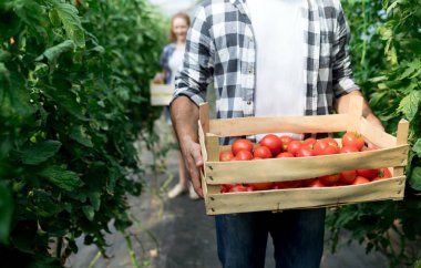 Sera domates hasat genç çekici adam.