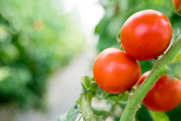 Ripe Natural Tomatoes Growing Branch Greenhouse — Stock Photo, Image