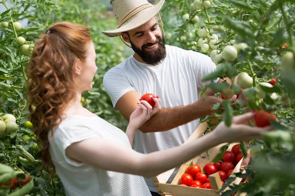 Söt Kvinna Och Man Tomatplantor Drivhus — Stockfoto
