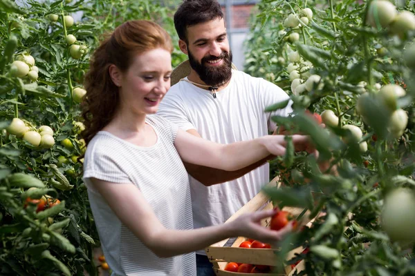 Two Young Handsome People Working Greenhouse — Stock Photo, Image