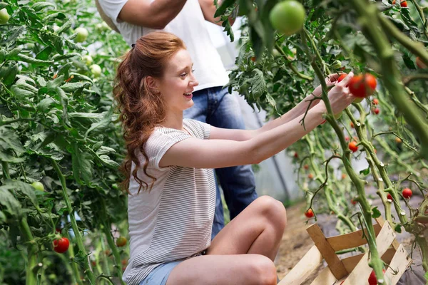 Giovane Coppia Felice Agricoltori Che Lavorano Serra — Foto Stock