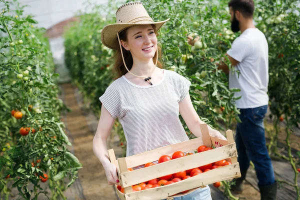 Hermosa Mujer Trabajando Invernadero Tomates — Foto de Stock