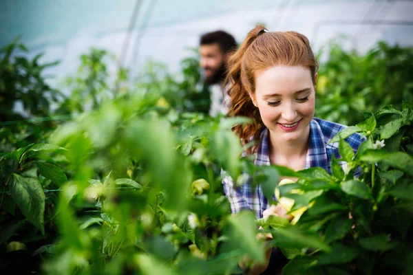 Young Smart Woman Working Greenhouse — Stock Photo, Image