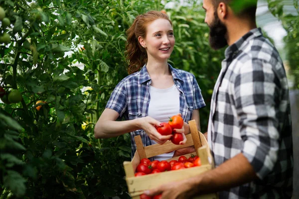 Leuke Vrouw Man Tomatenplant Bij Hothouse — Stockfoto