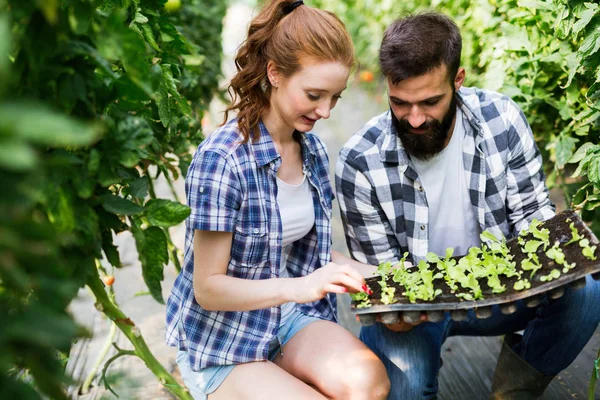 人の魅力的な若い人々 は温室での作業 苗を植える — ストック写真