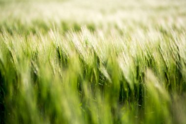 Güneşli bir arpa yeşil alan