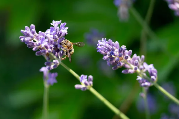 Détail Une Abeille Sur Macro Fleur Lavande — Photo