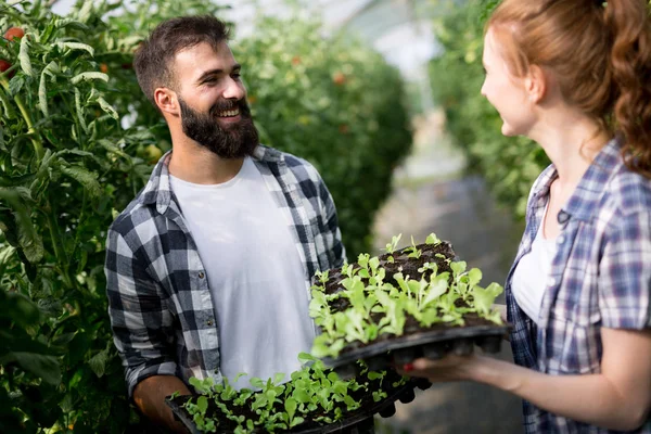 Mudas Tomate Cultivar Tomates Estufa Casal Jovem Trabalhando Uma Estufa — Fotografia de Stock