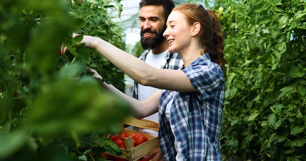 Jonge Gelukkige Paar Boeren Werken Kas — Stockfoto