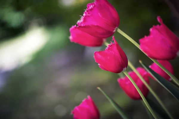 Красиві Рожеві Пастелі Тюльпанів Макрознімок — стокове фото