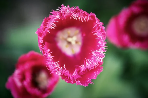 Hermosa Vista Tulipanes Rosados Bajo Paisaje Luz Solar Mediados Primavera —  Fotos de Stock