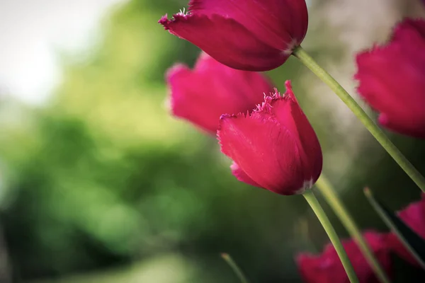 Прекрасний Вид Рожеві Тюльпани Під Сонячним Світлом Середині Весни Або — стокове фото