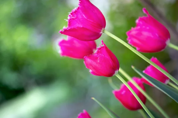 Прекрасний Вид Рожеві Тюльпани Під Сонячним Світлом Середині Весни Або — стокове фото