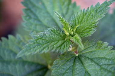 Toprakta bir sürü ısırgan otu var.