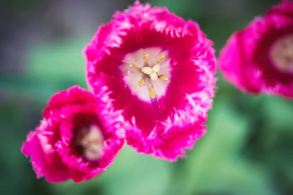 Bellissimi Pastelli Rosa Tulipani Macro Shot — Foto Stock