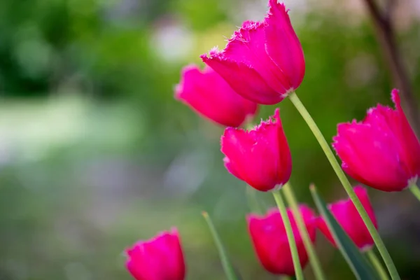 Bellissimi Pastelli Rosa Tulipani Macro Shot — Foto Stock