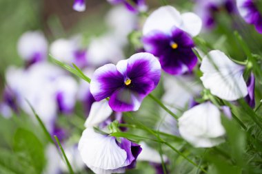 Güzel viyola çiçekleri doğanın arka planı olarak yakın plan kompozisyonu.