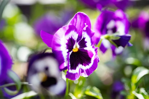 Bella Viola Viola Viola Fiori Composizione Close Girato Come Sfondo — Foto Stock