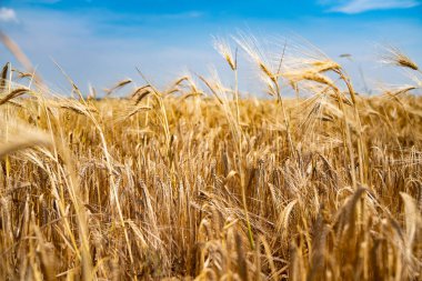 Yazın sonunda tamamen olgunlaşmış buğday tarlaları. Arkaplan, doku kavramı