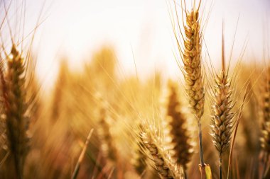 Yazın sonunda tamamen olgunlaşmış buğday tarlaları. Arkaplan, doku kavramı