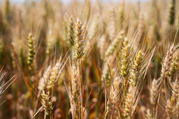 Vete Fält Slutet Sommaren Fullt Mogna Bakgrund Texturbegrepp — Stockfoto