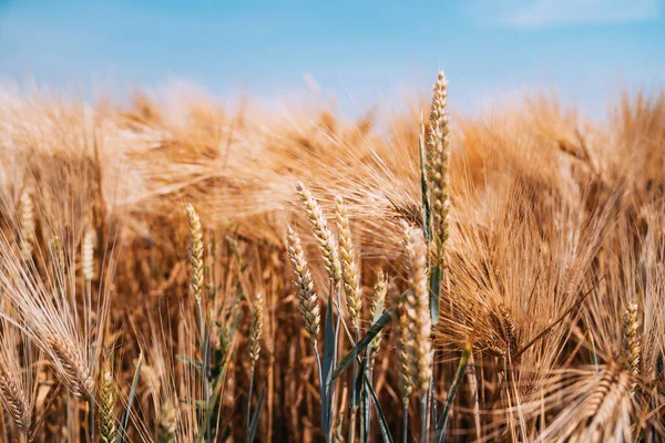 Vete Fält Slutet Sommaren Fullt Mogna Bakgrund Texturbegrepp — Stockfoto